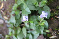 Dopatrium lobelioides